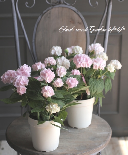 吉岡麗子さん】 八重咲き山紫陽花 『伊予獅子手まり』ピンク | すべて