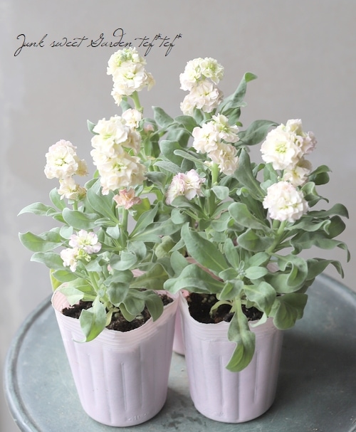 八重咲きストック 『レインボー』 | すべての商品 | | Junk sweet