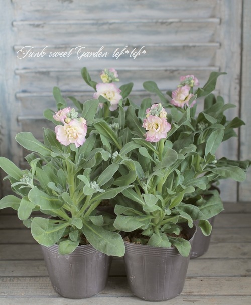 八重咲きストック 『レインボー』 | すべての商品 | | Junk sweet