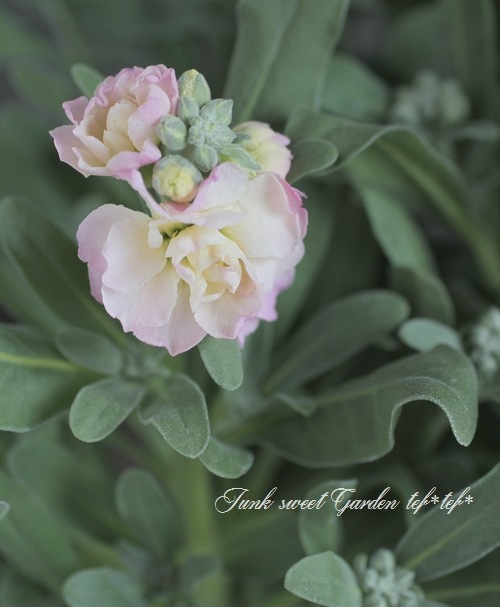 八重咲きストック 『レインボー』 | すべての商品 | | Junk sweet