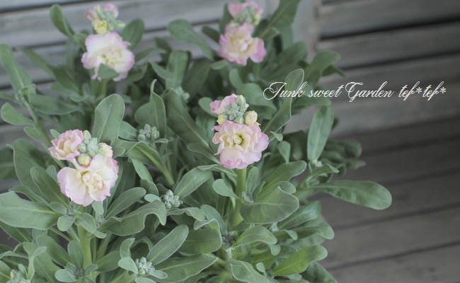 八重咲きストック 『レインボー』 | すべての商品 | | Junk sweet