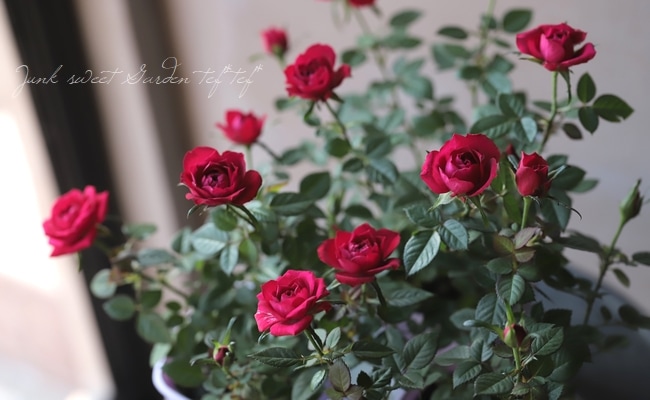 ミニバラ 『ボルドーコルダナ』 | すべての商品 | | Junk sweet Garden