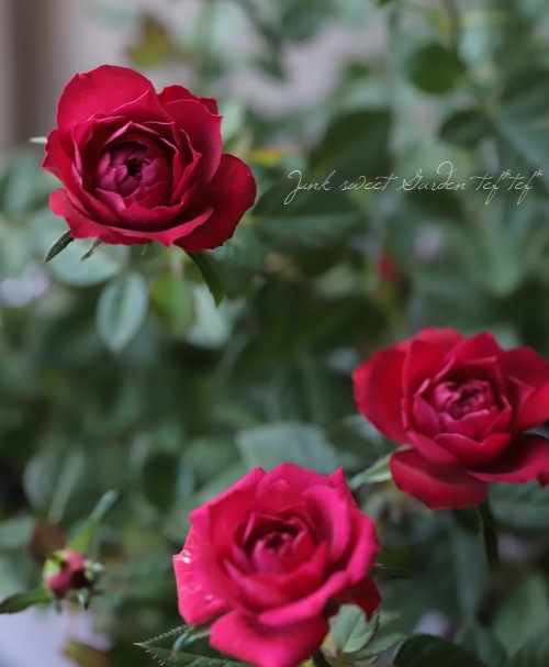 ミニバラ 『ボルドーコルダナ』 | すべての商品 | | Junk sweet Garden
