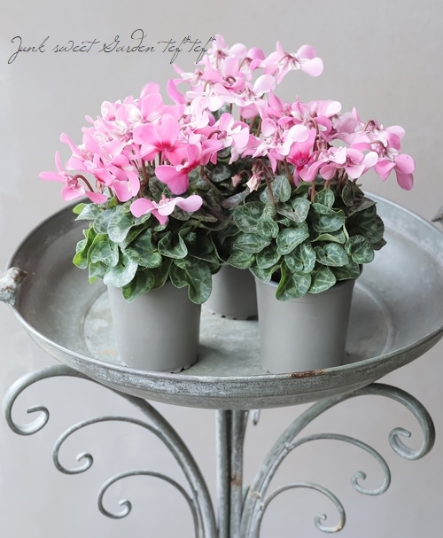 軽井沢たけいち農園】 ガーデンシクラメン 『ジックス・ピンク