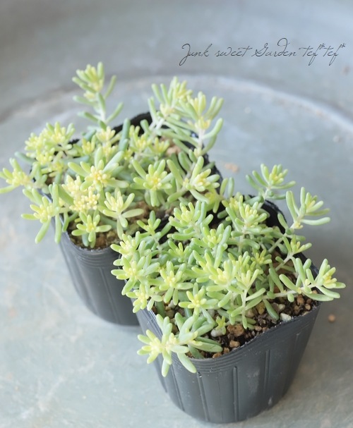 多肉植物】 『スプレンドレ・アルブム』 セダム属 | すべての商品