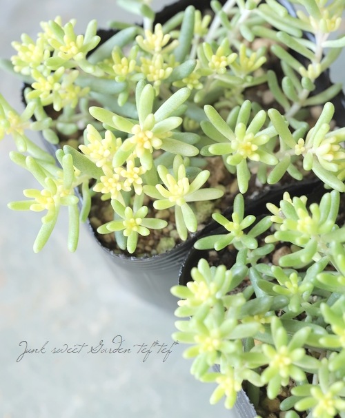 多肉植物】 『スプレンドレ・アルブム』 セダム属 | すべての商品
