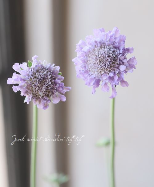 �����ӥ��� �إХ��ե饤�� �֥롼