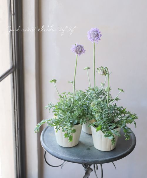 �����ӥ��� �إХ��ե饤�� �֥롼