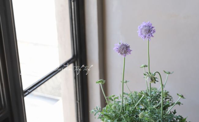 �����ӥ��� �إХ��ե饤�� �֥롼