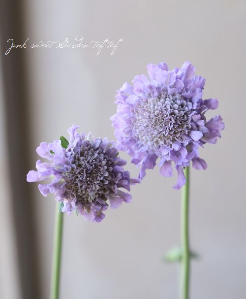 �����ӥ��� �إХ��ե饤�� �֥롼