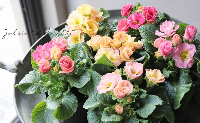 �ץ��顦����ꥢ�󡡡إ����襤��