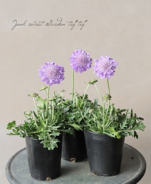 �����ӥ��� �إХ��ե饤�� �֥롼