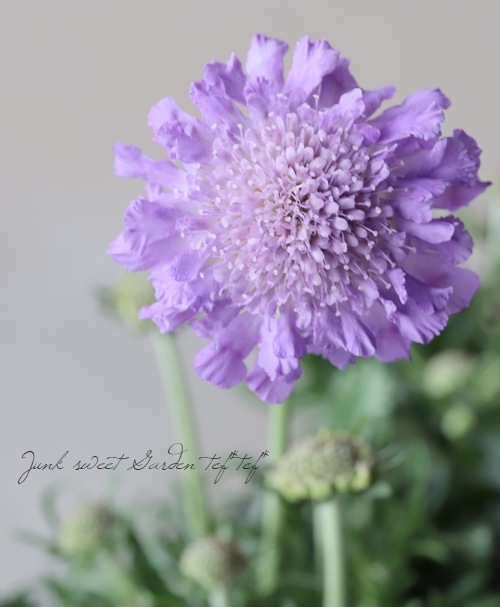 �����ӥ��� �إХ��ե饤�� �֥롼