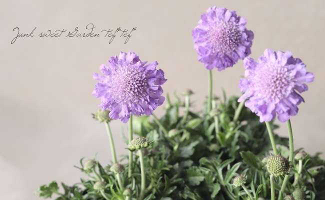 �����ӥ��� �إХ��ե饤�� �֥롼