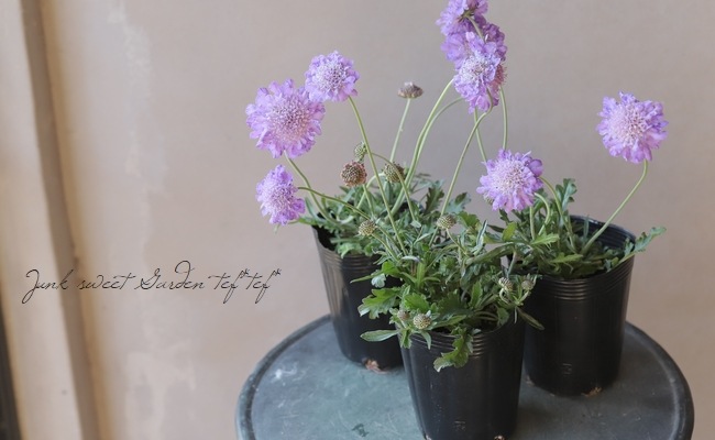 �����ӥ��� �إХ��ե饤�� �֥롼