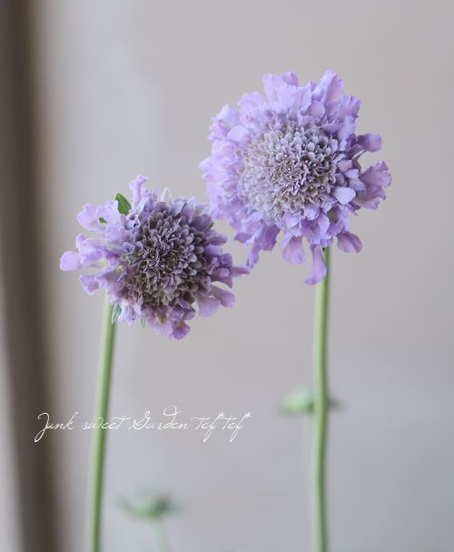 �����ӥ��� �إХ��ե饤�� �֥롼