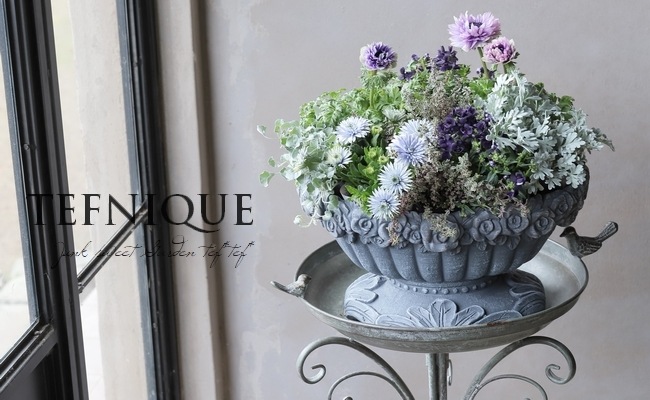 八重咲きダブル・オステオスペルマム 3D『ブルースティール