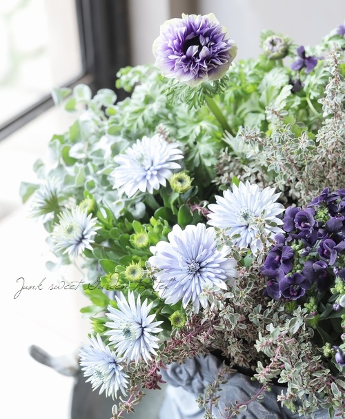 八重咲きダブル・オステオスペルマム 3D『ブルースティール