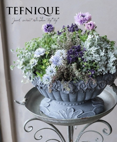 八重咲きダブル・オステオスペルマム 3D『ブルースティール