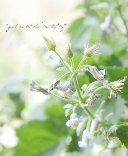 �ڵ���ե饰�꡼��� ����ޥ���������ƥ���ե��ꥢ�ϡ�����ܥ���١�