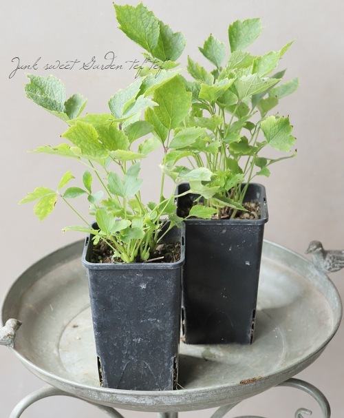 �ڵ���ե饰�꡼��� ����ޥ���������ƥ���ե��ꥢ�ϡ�����ܥ���١�