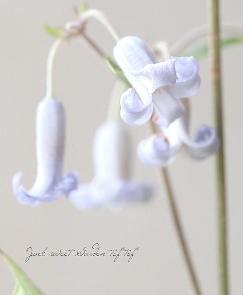 �ڵ���ե饰�꡼��� ����ޥ���������ƥ���ե��ꥢ�ϡ�����ܥ���١�