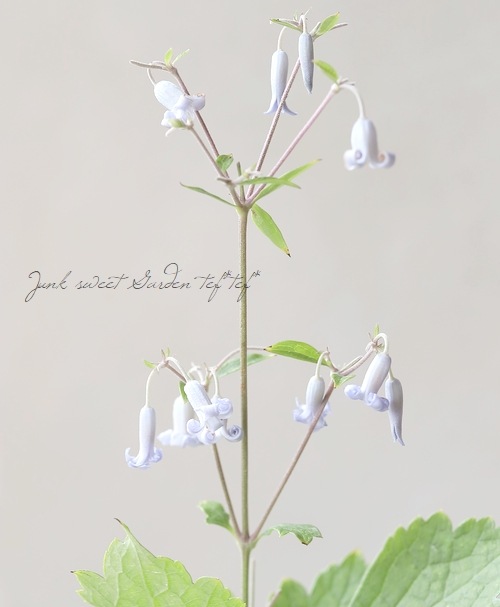 �ڵ���ե饰�꡼��� ����ޥ���������ƥ���ե��ꥢ�ϡ�����ܥ���١�