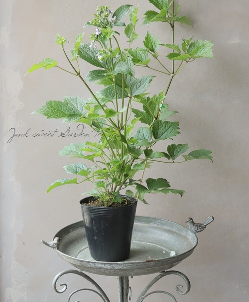 �ڵ���ե饰�꡼��� ����ޥ���������ƥ���ե��ꥢ�ϡ�����ܥ���١�