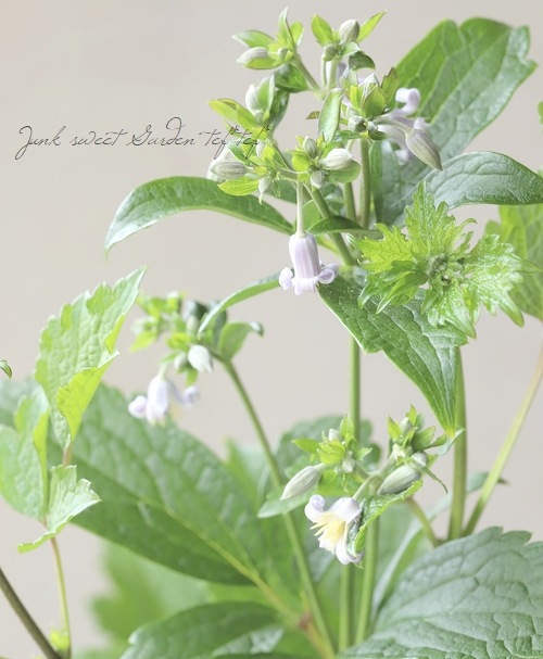 �ڵ���ե饰�꡼��� ����ޥ���������ƥ���ե��ꥢ�ϡ�����ܥ���١�