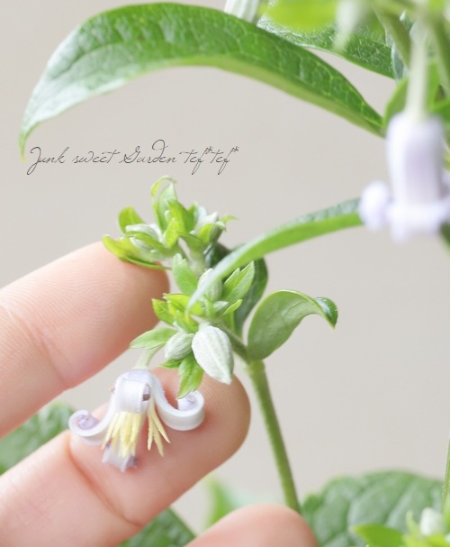 �ڵ���ե饰�꡼��� ����ޥ���������ƥ���ե��ꥢ�ϡ�����ܥ���١�