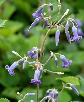 �ڵ���ե饰�꡼��� ����ޥ���������ƥ���ե��ꥢ�ϡ�����ܥ���١�