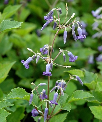 �ڵ���ե饰�꡼��� ����ޥ���������ƥ���ե��ꥢ�ϡ�����ܥ���١�