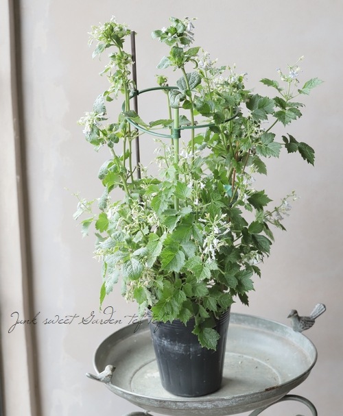 �ڵ���ե饰�꡼��� ����ޥ���������ƥ���ե��ꥢ�ϡ�����ܥ���١�