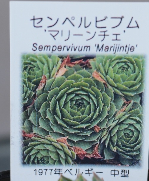 センペルビウム　マリーン 多肉植物】センペルビウム『マリーンチェ』 | Leaf Species,多肉植物