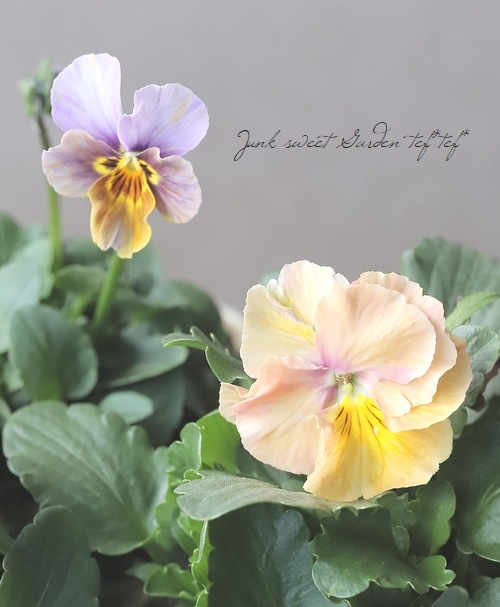 ���ʲ���³������ȥӥ��顡��evolve -���ܥ��-�١��ڥ��ȥ饤�ס�