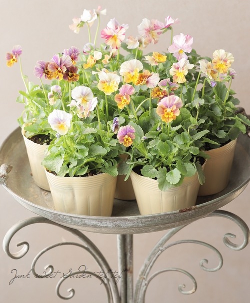 ʲ³ȥӥ顡evolve -ܥ-١ڥȥ饤ס