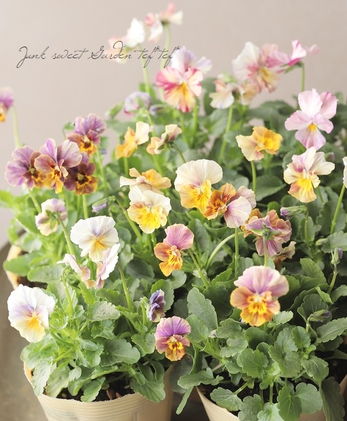 ʲ³ȥӥ顡evolve -ܥ-١ڥȥ饤ס