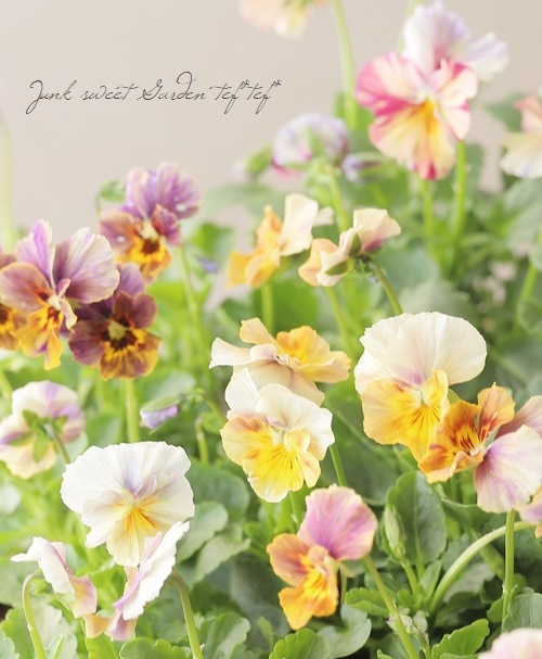 ʲ³ȥӥ顡evolve -ܥ-١ڥȥ饤ס