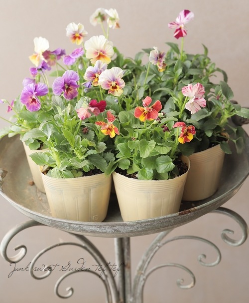 ʲ³ȥӥ顡evolve -ܥ-١ڥȥ饤ס