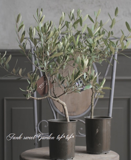 オリーブ 『チプレッシーノ』 | すべての商品 | | Junk sweet Garden