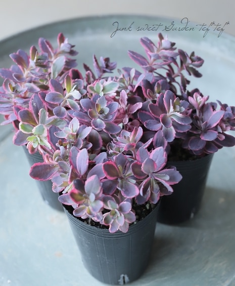 その他多肉植物 Natural hq720.jpg?sqp=-