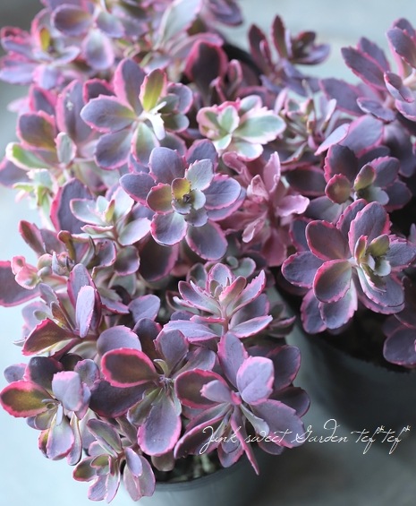 多肉植物】ハイブリット耐寒性-25℃！セダム・サンスパークラー