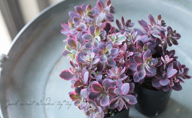 Dream Plants ٩(❛ᴗ❛)۶専用 Dream Plants ٩(❛ᴗ❛)۶専用 Dream Plants 様専用ページ LupinaSmile