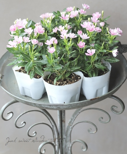 北島園芸オリジナル】 八重咲きニチニチソウ・ミラシリーズ 『ひみこ