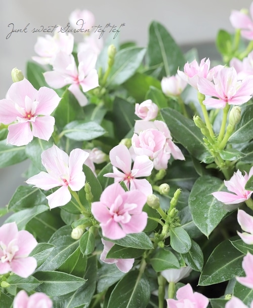 北島園芸オリジナル】 八重咲きニチニチソウ・ミラシリーズ 『ひみこ