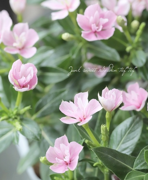 ミチ子様・専用 北島園芸オリジナル】 八重咲きニチニチソウ・ミラシリーズ 『ひみこ