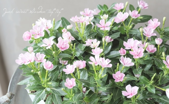 北島園芸オリジナル】 八重咲きニチニチソウ・ミラシリーズ 『ひみこ