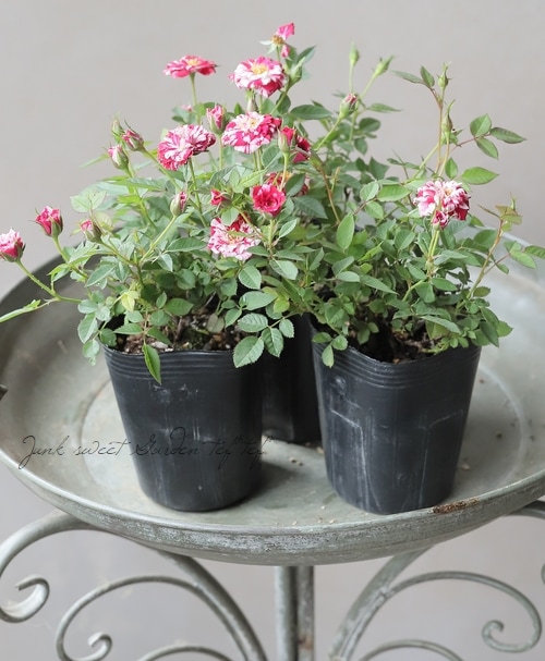 ミニバラ 『チェリータルト』 | すべての商品 | | Junk sweet Garden