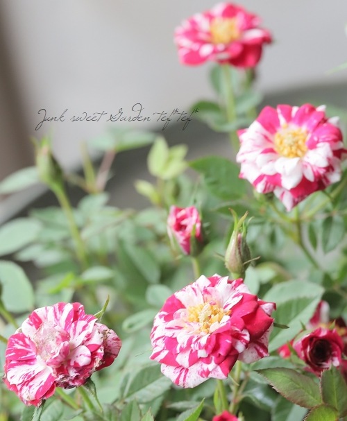 ミニバラ 『チェリータルト』 | すべての商品 | | Junk sweet Garden