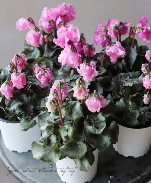 軽井沢育ちのガーデンシクラメン 『KARUIZAWA』 変わり咲き【No.1